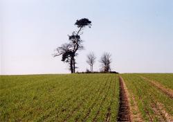 Marston Moor - Cromwell's Plump